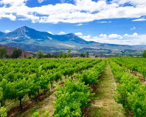 What’s the Best Way to Visit North Fork wineries?